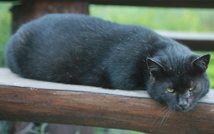 Zbiórka Wsparcie kici w chorobie - zdjęcie główne