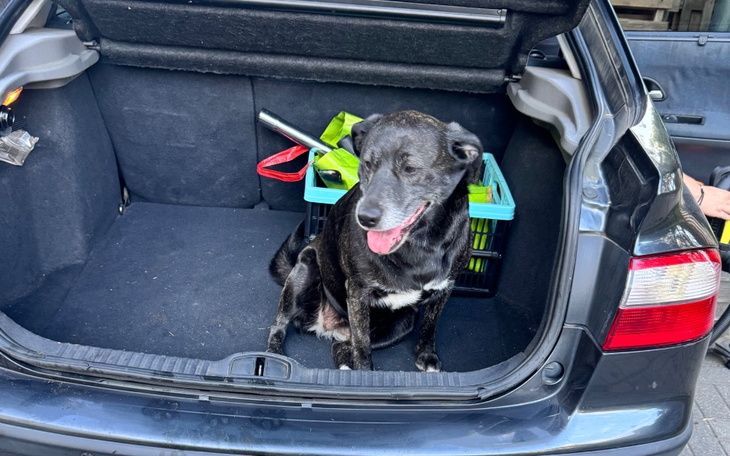 Zbiórka Zabieg stawów biodrowych i kolan - zdjęcie główne