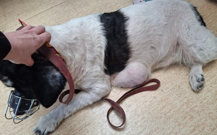 Pies leżący na podłodze z kagańcem i smyczą.