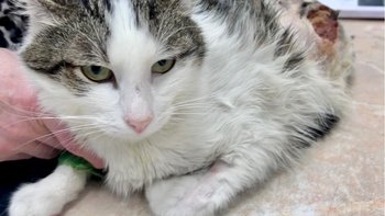 Zbiórka Ninja walczy o życie. Pomóż - miniaturka zdjęcia