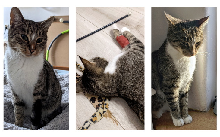 Zbiórka Drugie życie dla naszego Lucka - zdjęcie główne