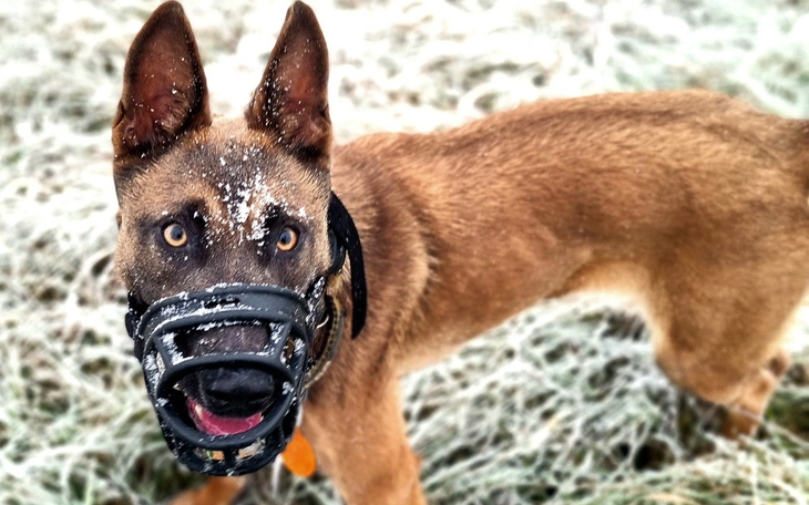 Pies w kagańcu, na tle mroźnej trawy.