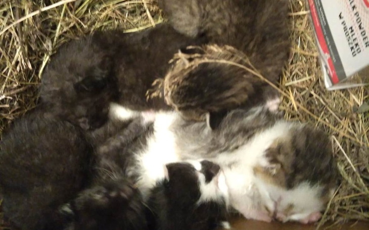 Zbiórka na pomoc KOTKOM z PANLEUKOPENIĄ - zdjęcie główne