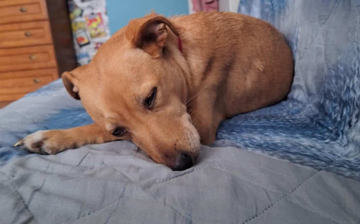 Pies leżący na łóżku, wygląda na zmęczonego.