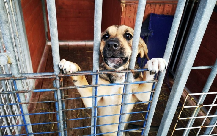 Zbiórka Pomoc pieskom ze schroniska - zdjęcie główne