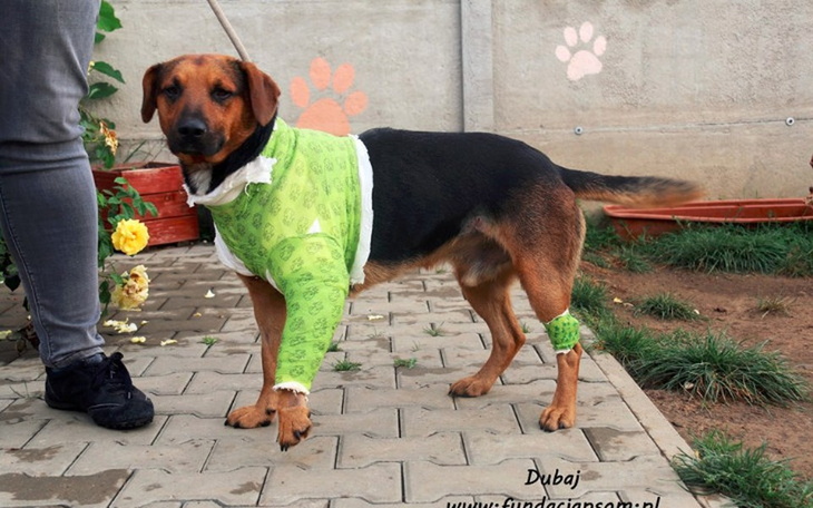 Zbiórka Pokrycie kosztów operacji Dubaja - zdjęcie główne