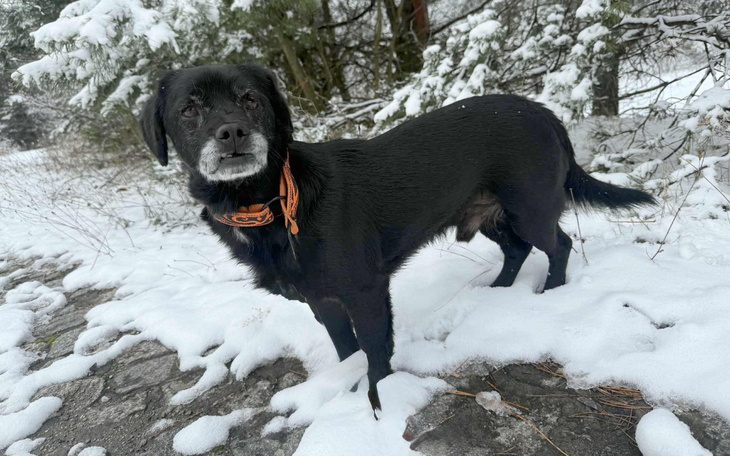 Czarny pies na śniegu, z wyrazem przyjaznym.