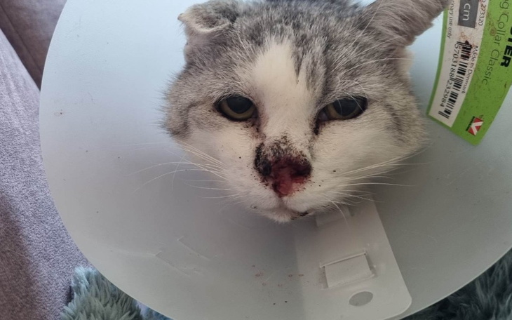 Zbiórka Ostatnia nadzieja Uszatka - zdjęcie główne