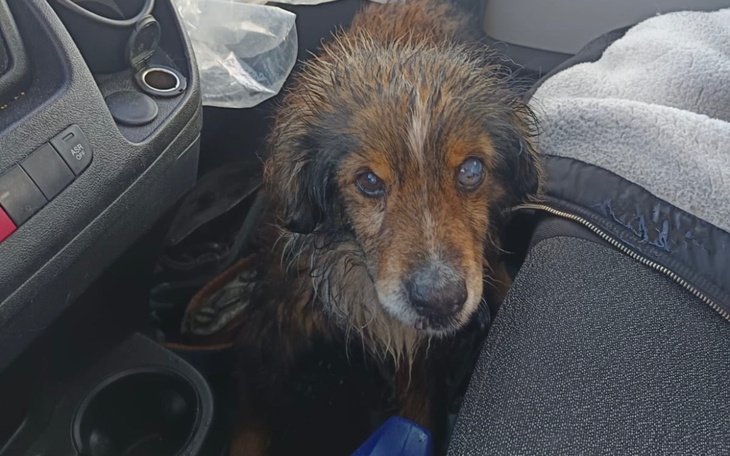 Pies w samochodzie, mokry i zmartwiony, szuka pomocy.