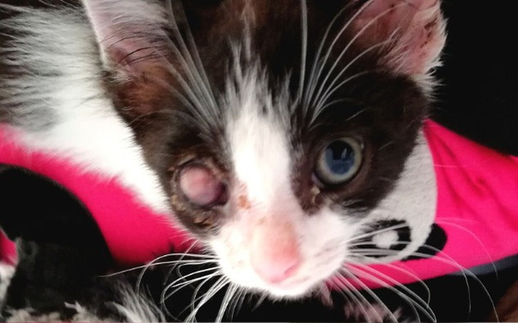 Zbiórka Leczymy oczko Bandziorka - zdjęcie główne