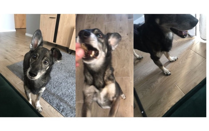 Zbiórka Zbiórka dla chorego 13l Reksika - zdjęcie główne