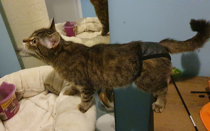 Zbiórka Wypadający pęcherznaszej Fruzi - zdjęcie główne