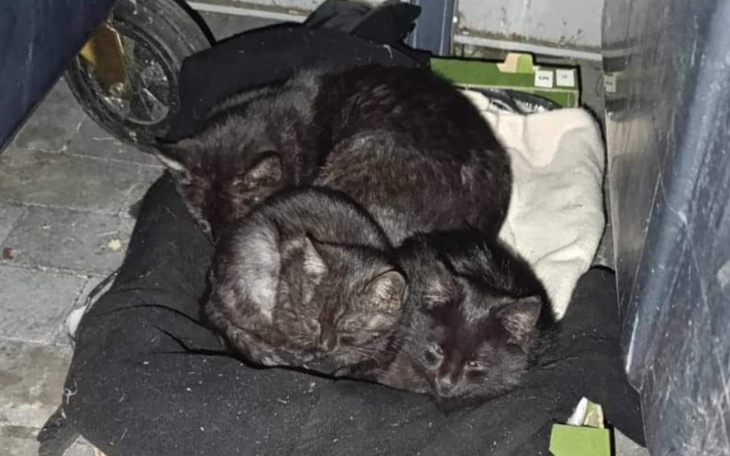 Zbiórka Karma odlowionym Kociaczkom - zdjęcie główne