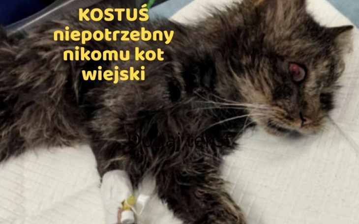 Chory kot wiejski z kroplówką, leżący na białym ręczniku.