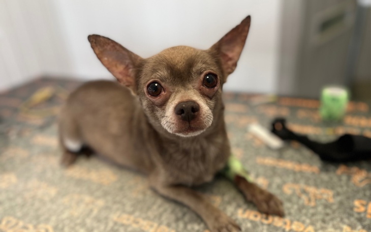 Zbiórka Lilunia z pseudo - zdjęcie główne