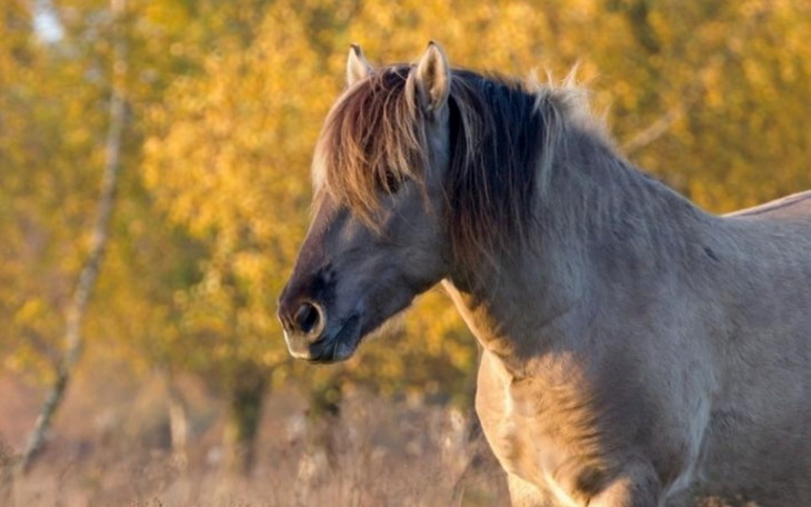 Zbiórka Na konia marzeń... - zdjęcie główne