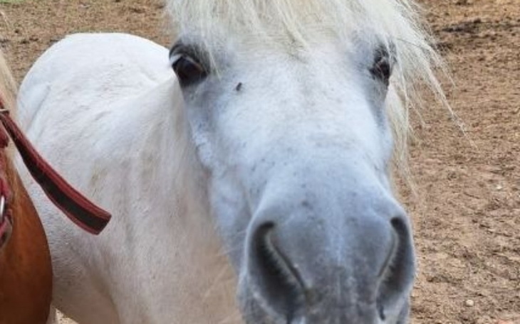 Zbiórka Zbiórka na leczenie konia. - zdjęcie główne