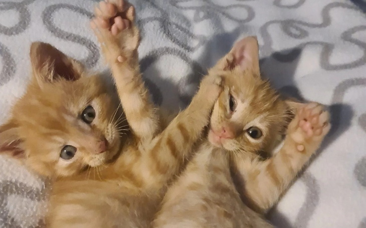 Dwa małe pomarańczowe kocięta bawią się ze sobą.