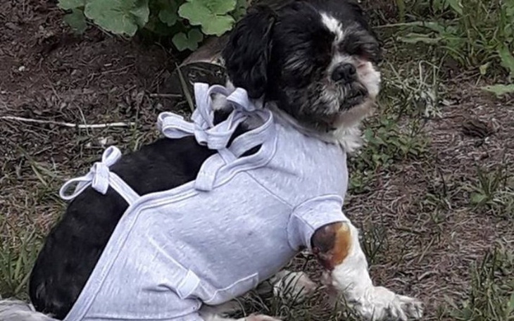 Zbiórka Wspólnie uratujemy Toffika - zdjęcie główne