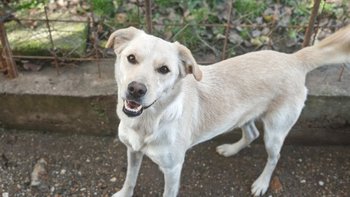 Zbiórka Transport serbskich suczek - miniaturka zdjęcia