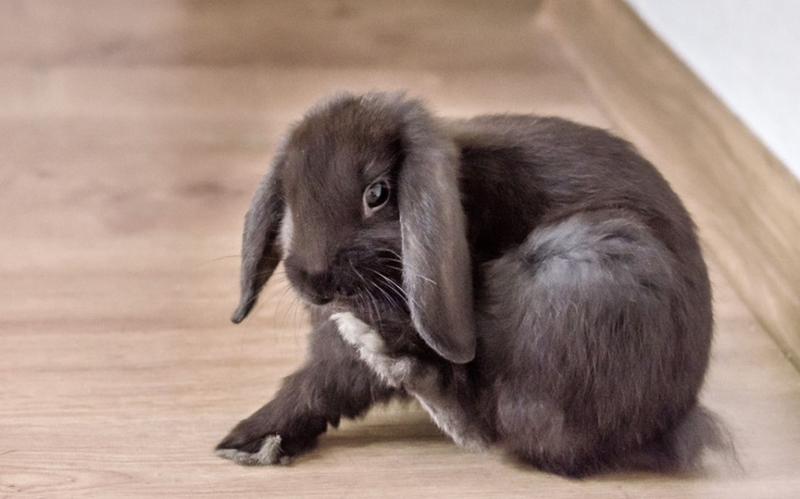 Zbiórka Leczenie królika EC - zdjęcie główne