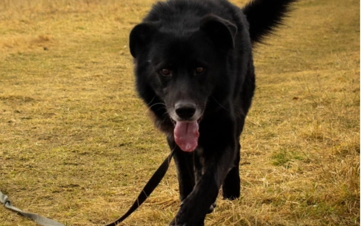 Czarny pies spacerujący po trawie.