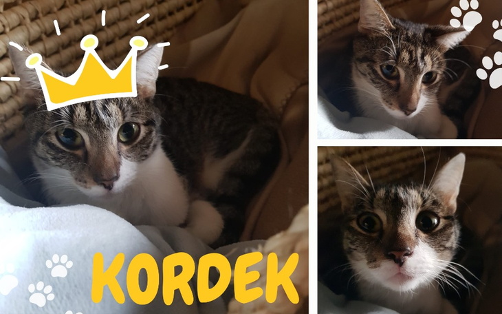 Kot w koszyku, z koroną i napisem 'KORDEK'.
