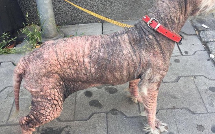 Zbiórka Żywcem zjadana przez larwy... - zdjęcie główne