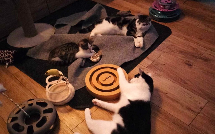 Zbiórka Na pilne potrzeby tymczasiaków - zdjęcie główne