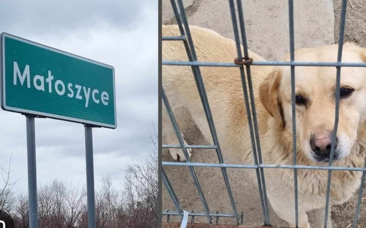 Znak drogowy Małoszyce, symbolizujący lokalizację.