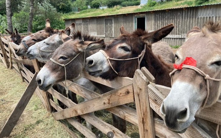Zbiórka Pomoc dla osiołków na Ukrainie - zdjęcie główne