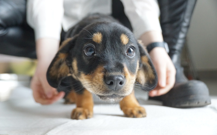 Mały szczeniak z ciekawym spojrzeniem, gotowy do zabawy.