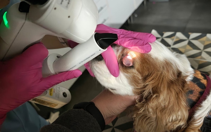 Weterynarz bada psa, używając specjalistycznego sprzętu.