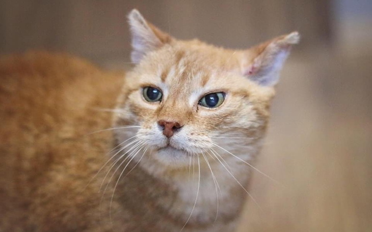 Zbiórka Koty specjalnej troski - zdjęcie główne