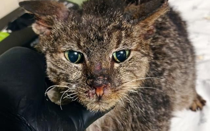 Zbiórka Biduś walczy - zdjęcie główne