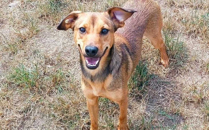 Zbiórka Do domu na święta - zdjęcie główne