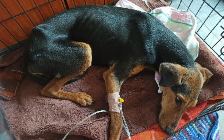 Zbiórka Pomóż mi pokonać parwo - zdjęcie główne