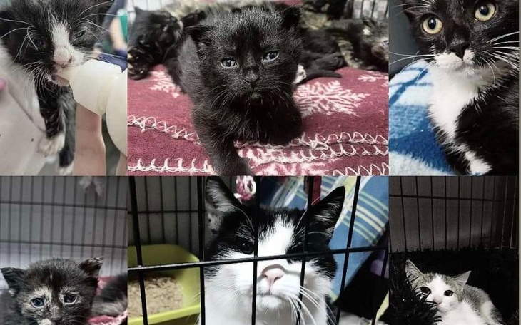 Zbiórka Ratujmy przytulisko - zdjęcie główne