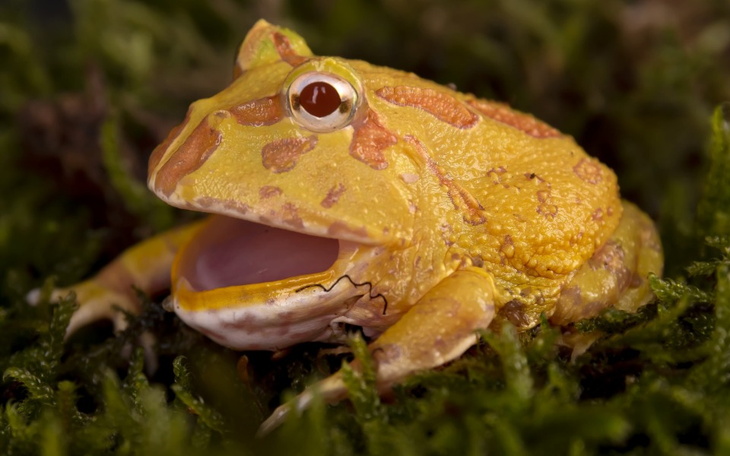 Zbiórka Zbieram na żabę rogatą - zdjęcie główne