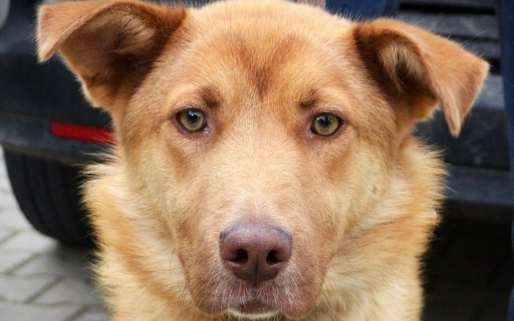 Zbiórka Schronisko ,,Kundelek - zdjęcie główne