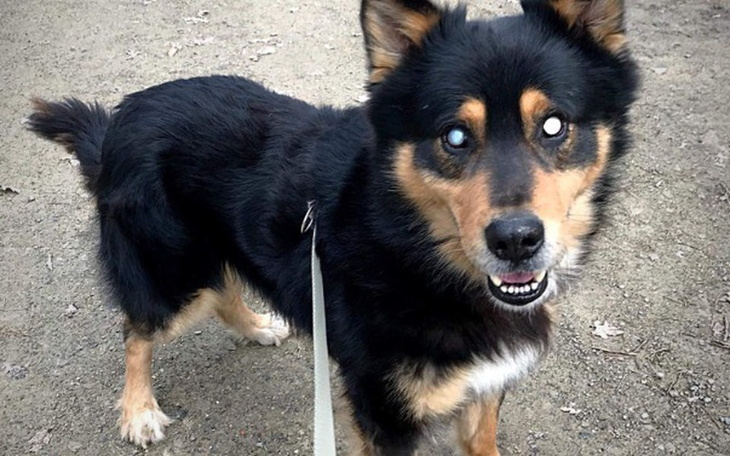 Zbiórka Przywróćmy wzrok Karmelowi!!! - zdjęcie główne