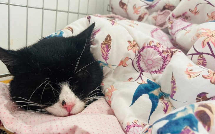 Czarny kot śpiący w kocach, otulony w przytulnym miejscu.