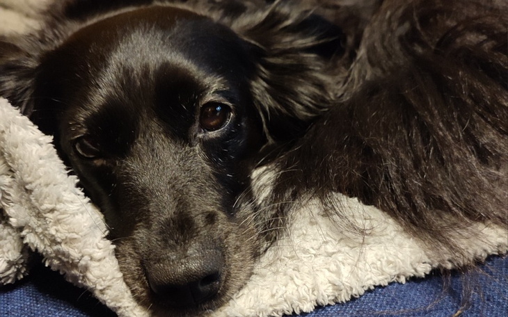 Zbiórka Diagnostyka i leczenie Luny - zdjęcie główne