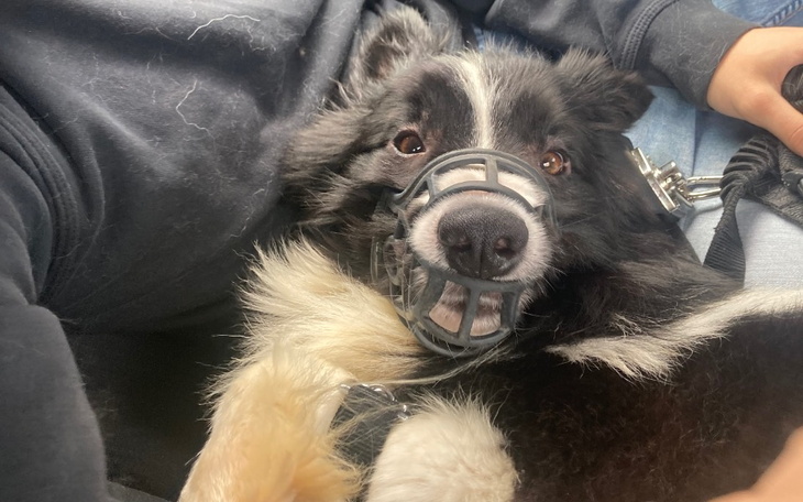 Zbiórka Na pomoc Oziemu - zdjęcie główne