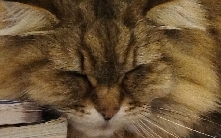 Zbiórka Na leczenie mojego kotka. - zdjęcie główne