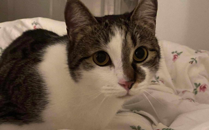 Kot leżący na pościeli, z dużymi oczami i ciekawym wyrazem twarzy.