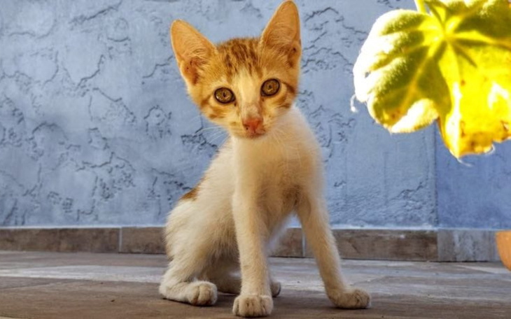 Mały kotek siedzący na podłodze, z ciekawym spojrzeniem.