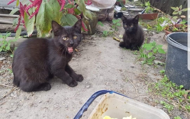 Zbiórka Transport kotków Szaniawy-Żabno - zdjęcie główne