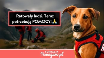 Zbiórka Godne życie dla psich bohaterów - miniaturka zdjęcia