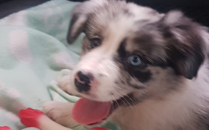 Zbiórka Operacja szczeniaczka - zdjęcie główne